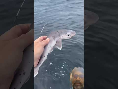 Fishing 🎣 #shark #fishing #facts #shortsfeed #trending #tranding #viral #cartoon