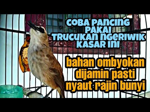 Pancingan Joss Gandos Trucukan Ngeriwik Kasar Paling Cepat Biar Trucukmu Rajin Bunyi Gacor