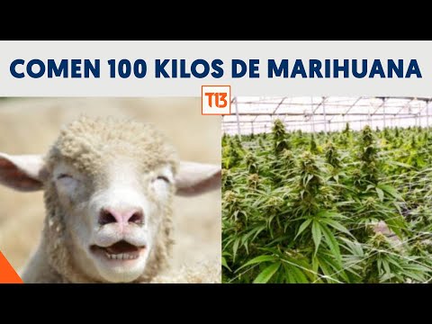Insólito: Ovejas comieron más de 100 kilos de marihuana