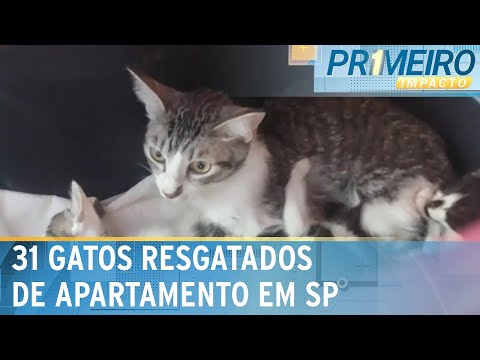 31 gatos são resgatados em apartamento na zona sul de SP | Primeiro Impacto (08/05/24)