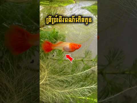 ត្រីប្រាំពីរពណ៌កើតកូន | Guppy is giving birth #guppy #bettafishuae #fish#ត្រីប្រាំពីរពណ៌