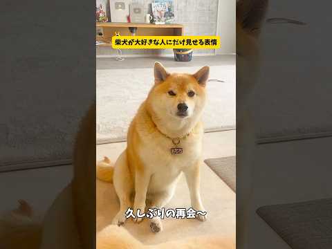 犬の動画サムネイル - 柴犬が大好きな人にだけ見せる表情がすご過ぎました#柴犬#shorts