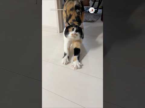 猫の動画サムネイル - 音量を上げて聞いてみてください🔈｜PECO