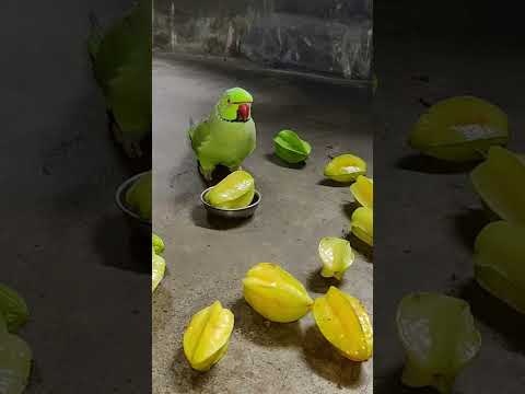 too much angry 😡 parrot 🦜 mithu #petbird #funny #talkingparot #angryparrot #shotsfeed #reels