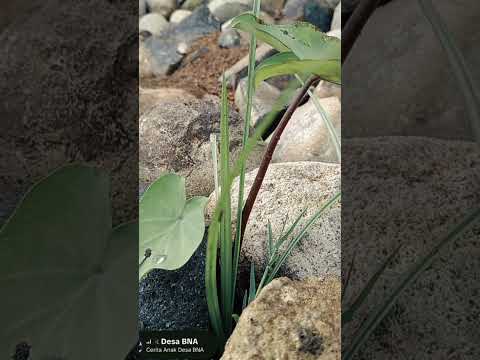 Sholawat#sholawat #sholawatmerdu#penenanghati  #fyp #shortvideo #short