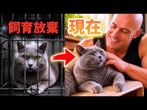 保健所行き寸前だった猫を迎えて4年。9歳になった現在がこちら