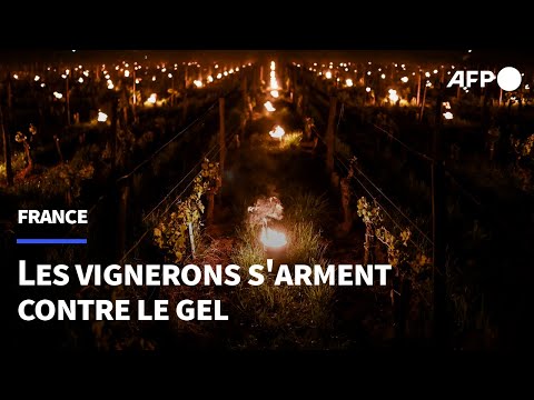 A Saint-Emilion en Gironde, des bougies pour protéger les vignes du gel | AFP