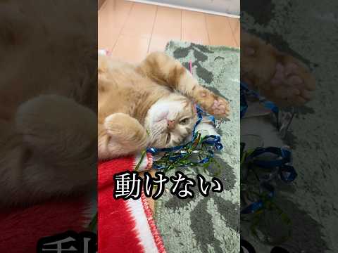 猫の動画サムネイル - 動けない ねこ cat 遊び疲れた アメショ うめ