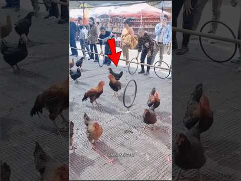 🤯 Take the Chicken If You Can Challenge 🐓💪 #trending #viralshorts