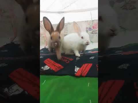 rabbite रैबिट खरगोश 😒😒🔥🔥😒