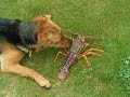 DOG AND THE LOBSTER