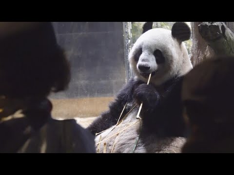 Visitors at zoo in Japan bid farewell to beloved giant pandas before their return to China