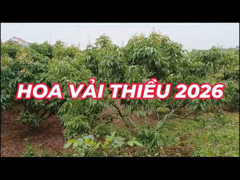 Hoa Vải Thiều Năm 2026: Dự Báo Mùa Vải Khó Khăn Tại Lục Ngạn
