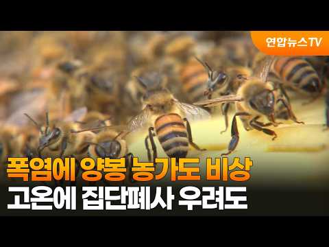 폭염에 양봉 농가도 비상…고온에 집단폐사 우려도 / 연합뉴스TV (YonhapnewsTV)