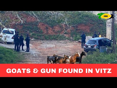 Two Goat Thieves Shot De@d, One Injured & Another On the Run In Manchester/JBNN