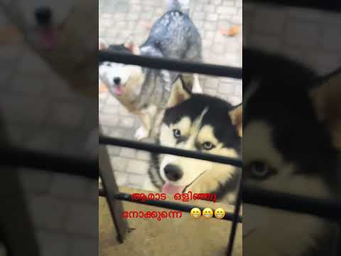 ഒളിഞ്ഞ് നോക്കുന്നോടാ കള്ള റാസ്കൽ 🤣😂