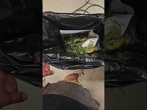 I <strong>hate</strong> trimming! 😡