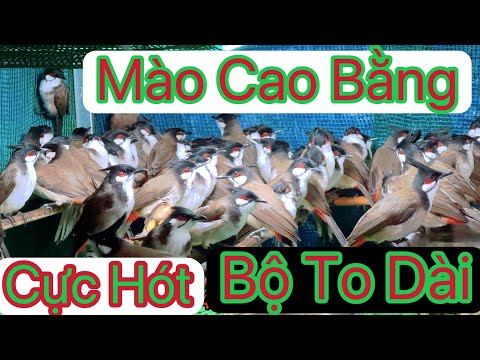 🔥Mào Cao Bằng vùng Siêu vip To Dài .Đẹp nhất Tây Bắc . 🔥🔥lh 0962173954