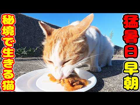 猛暑日の早朝に秘境で生きる猫たちにご飯を配り歩くと・・・ さくらねこたちへのエサやり【視聴だけでも猫を助けることになります】支援者様 視聴者様 猫たちに神のご加護を!野良猫の感動猫動画