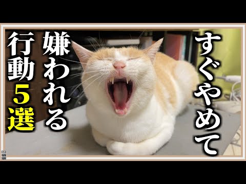 【猫ブチ切れ!】猫に嫌われるNG行動TOP5