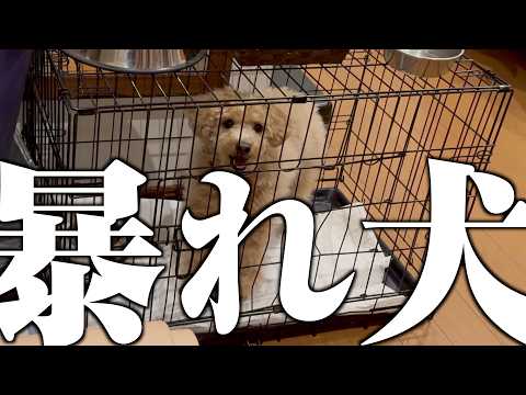 一緒にいないと大暴れするトイプー、ホテルの部屋に一人にしたらマジで終わった…