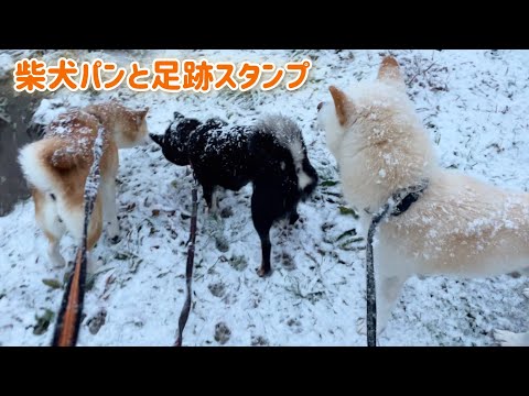 柴犬の雪パンも足跡スタンプも全部かわいい！