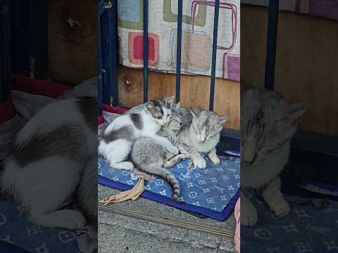 Neighborhood Cats #kittens #catlovers #catvideos