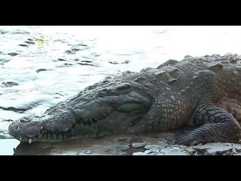 Científicos descubren en Costa Rica el primer caso de cocodrilo hembra que se reproduce