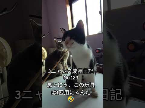 3ニャンズ成長日記No.129 100均の玩具壞れても遊んでくれるからコスパ良い #neko #猫のいる暮らし #猫のいる生活 #猫 #cat