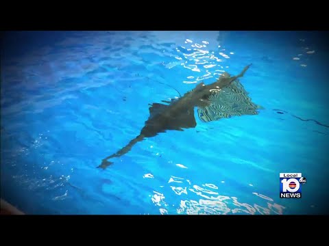 First rescued sawfish dies, scientists continue to investigate mysterious deaths, behavior
