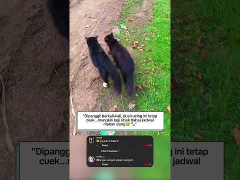 "Dipanggil gak noleh, cuek banget nih dua kucing😹🐾"