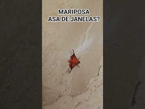 Mariposa asa de janelas🦋? #window #wings #moth #insect