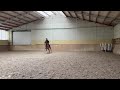 Show jumping horse springpaard te koop