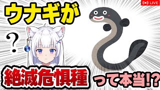 【獣医が解説】美味しいウナギ、実は絶滅危惧種!? ニホンウナギ保護事情【北国ここなの動物研究室】