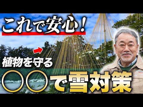 【必見！】冬の大雪対策！植物とお庭を守る最強の方法をプロが解説！【植木】【植栽】