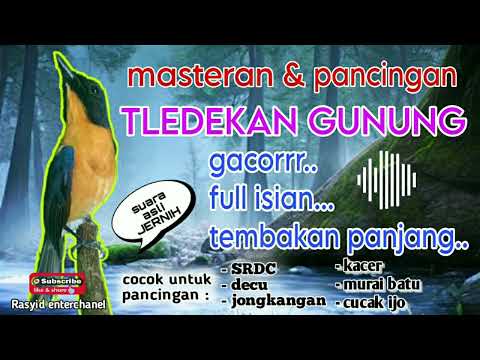 masteran tledekan gunung gacor untuk pancingan burung fighter