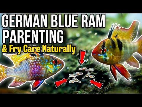 How I Breed German Blue Rams Naturally at Home – Description:

Are you trying to breed German Blue Rams (Mikrogeophagus ramirezi) naturally at home? 