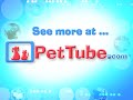 Cat and Rat Wrestle and Cuddle- PetTube