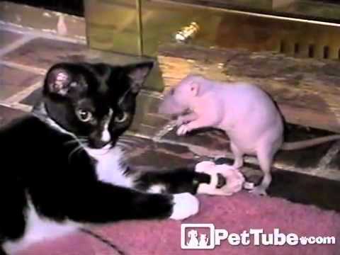 Cat and Rat Wrestle and Cuddle- PetTube