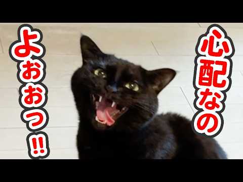 「心配なのよぉぉっ」と泣き叫びながらどこにでもついてくる、分離不安症な猫