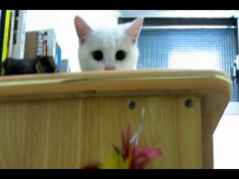 Vicdeo - Vol1 - Cat Teaser