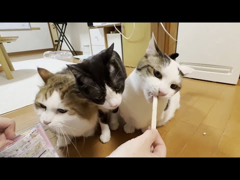 猫の動画サムネイル - デンタルケアで太る気満々の猫