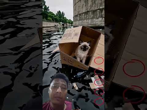 poor cat😭 #ravikumarking #uttarakhandirasoi #はは ひひ #dalimsharma #saanandverma