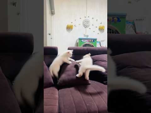 Cat trending videos 🥰#funnycat #shortsfeed #cutecat #youtubeshorts #shortvideo #billi #trending