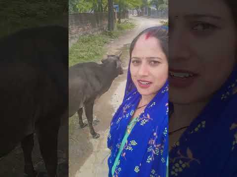 दिपावली पर शेरु आ गया खाना खाने #kaludevtanewsong2025