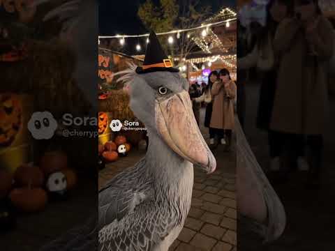 ハロウィン会場にハシビロコウ登場〜