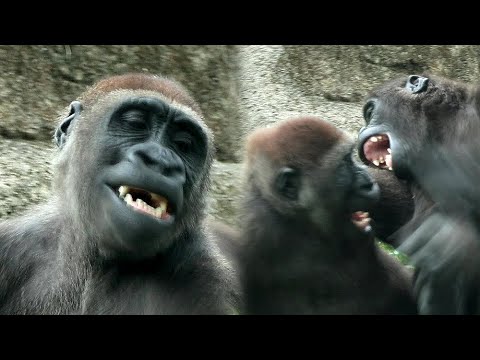台北動物園のゴリラ家族のかわいい日常と赤ちゃんゴリラの成長 サムネイル