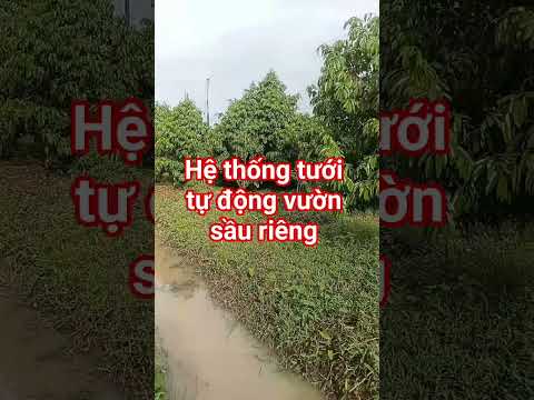 cây sầu riêng