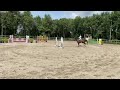 حصان القفز Springpaard te koop: met goed vermogen springende 9-jarige Numero Uno x Oklund ruin