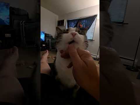 Day 29 #ShortsVlogChallange